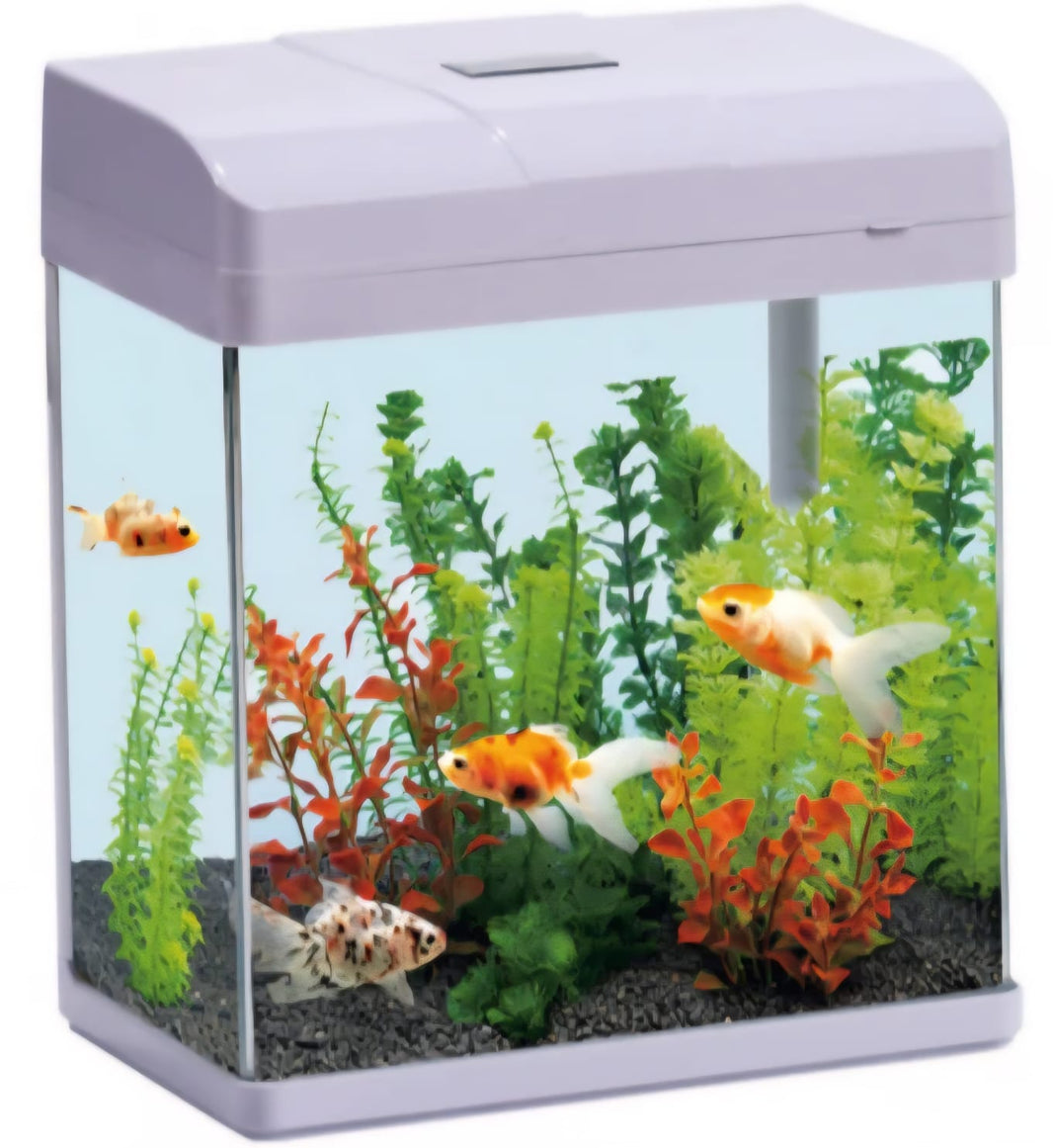 SAAS Aquarium Tank – Small