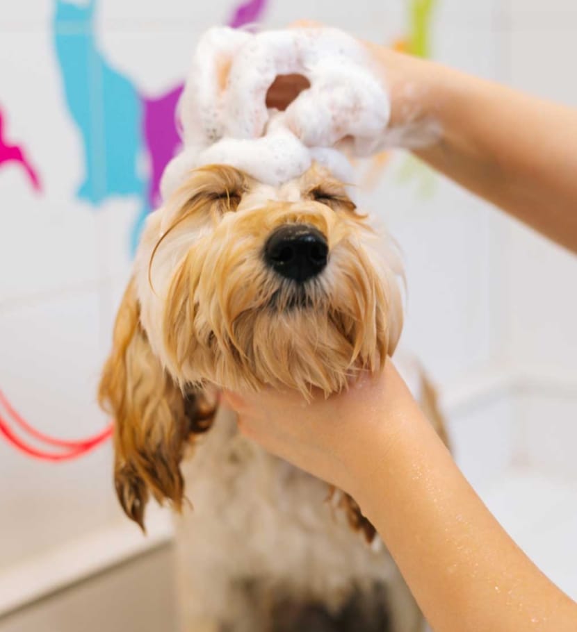 Small/Medium Dog And Cat Wash