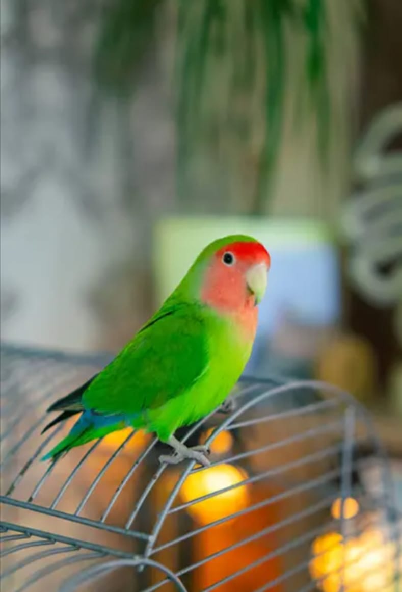 Bird Boarding – Regular Size