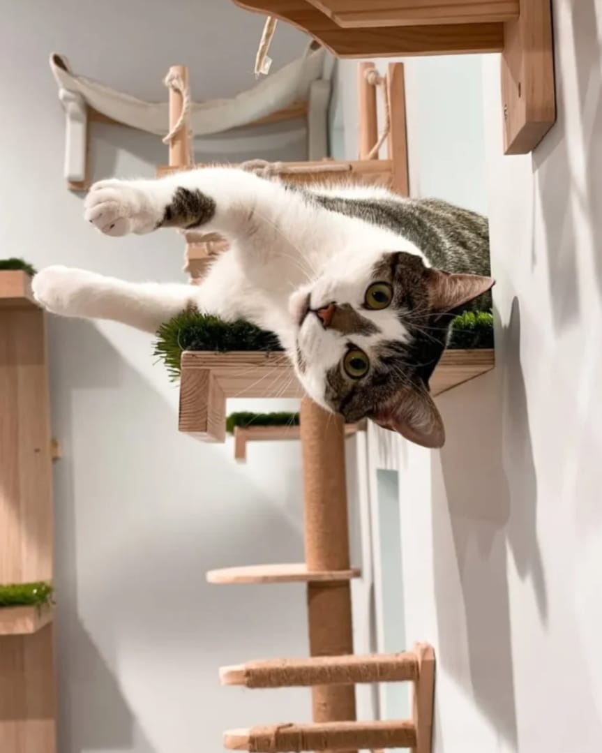 Cat Boarding – Per Day