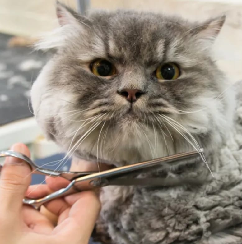 Cat Full Grooming