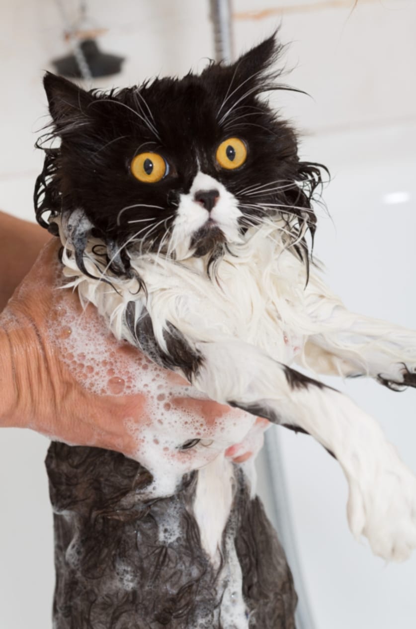 Small/Medium Dog And Cat Wash