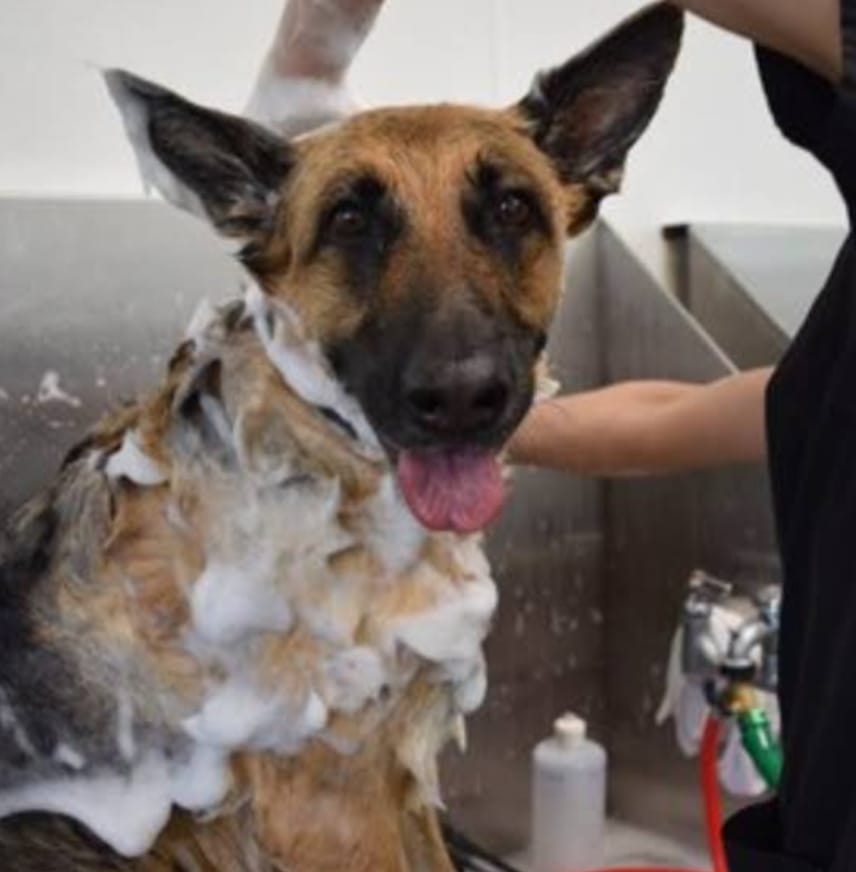 Large Dog Full Grooming