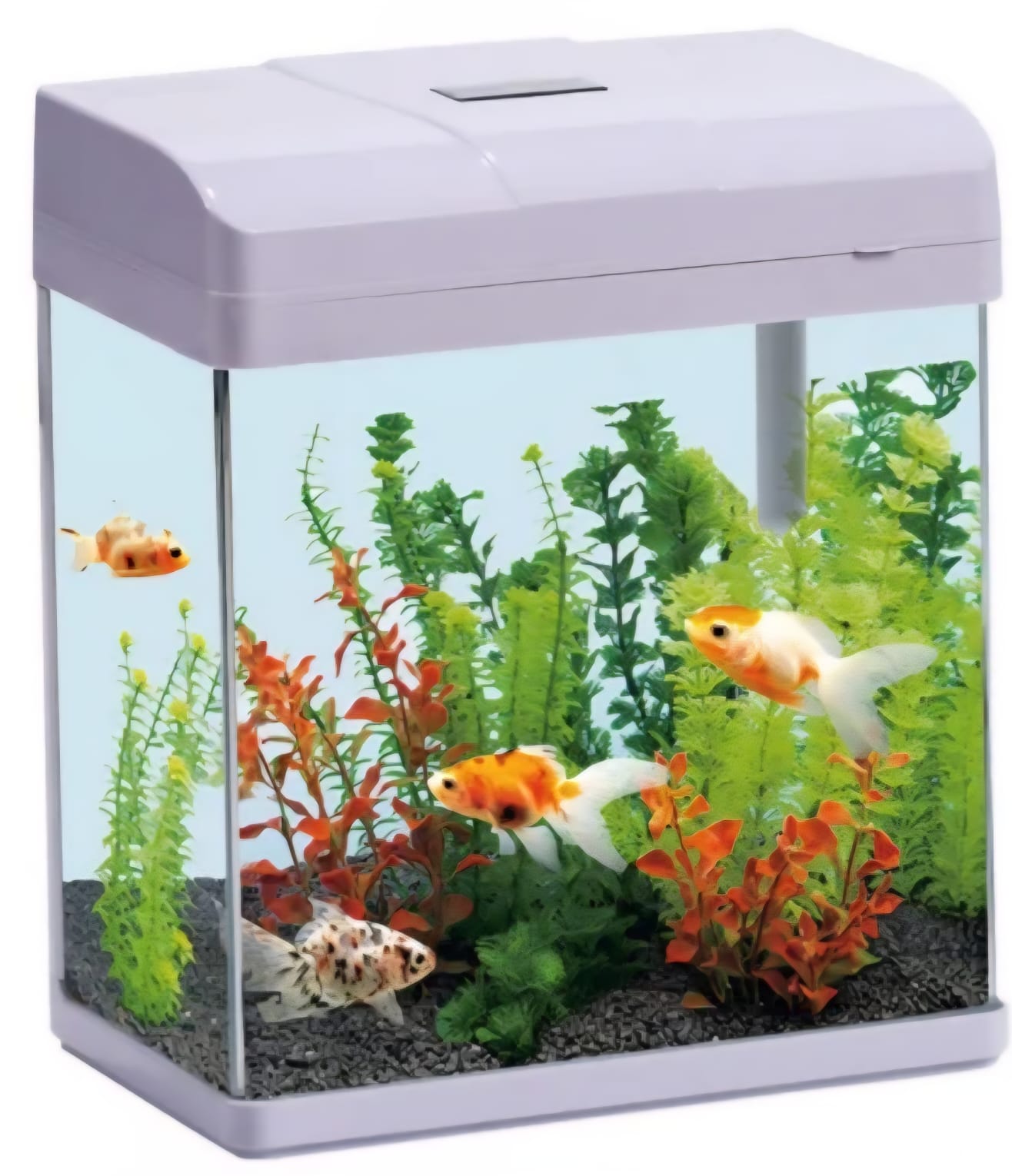 SAAS Aquarium Tank – Large