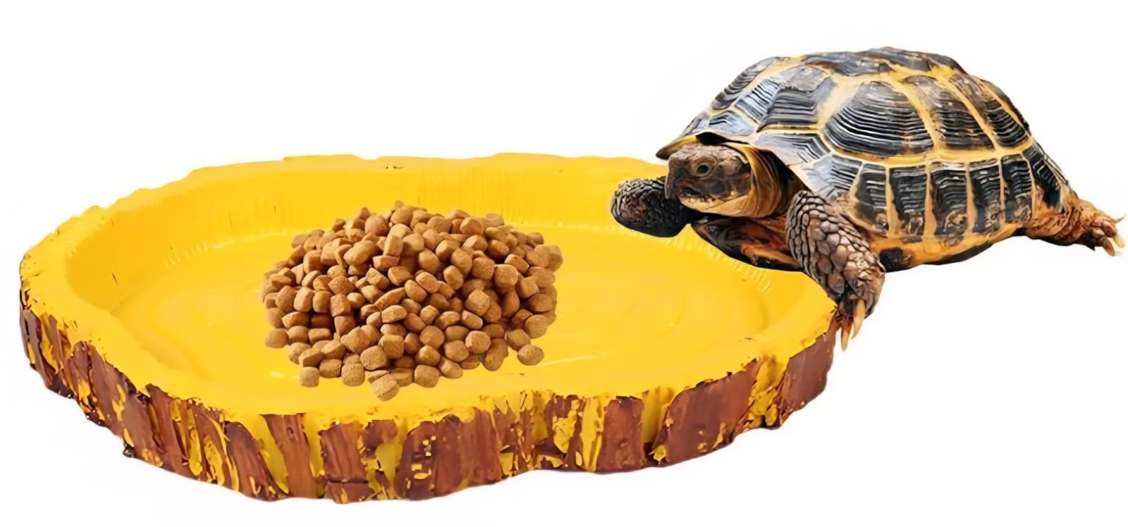 SAAS Turtle Food Bowl
