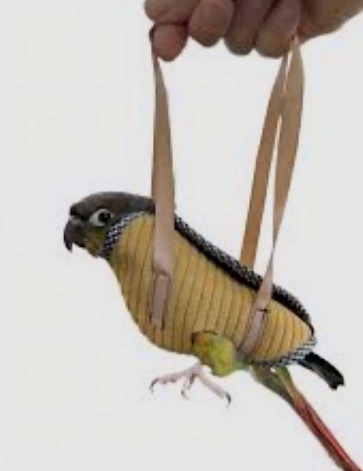 SAAS Bird Carrier for Outdoor Walk – Large
