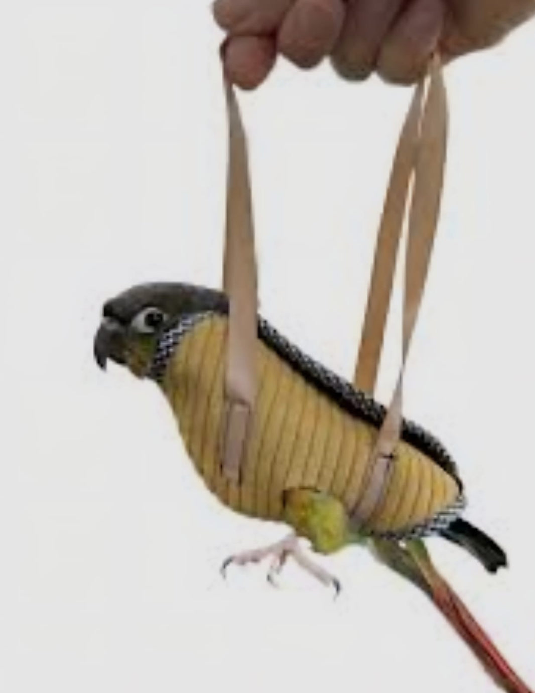 SAAS Bird Carrier for Outdoor Walk – Large