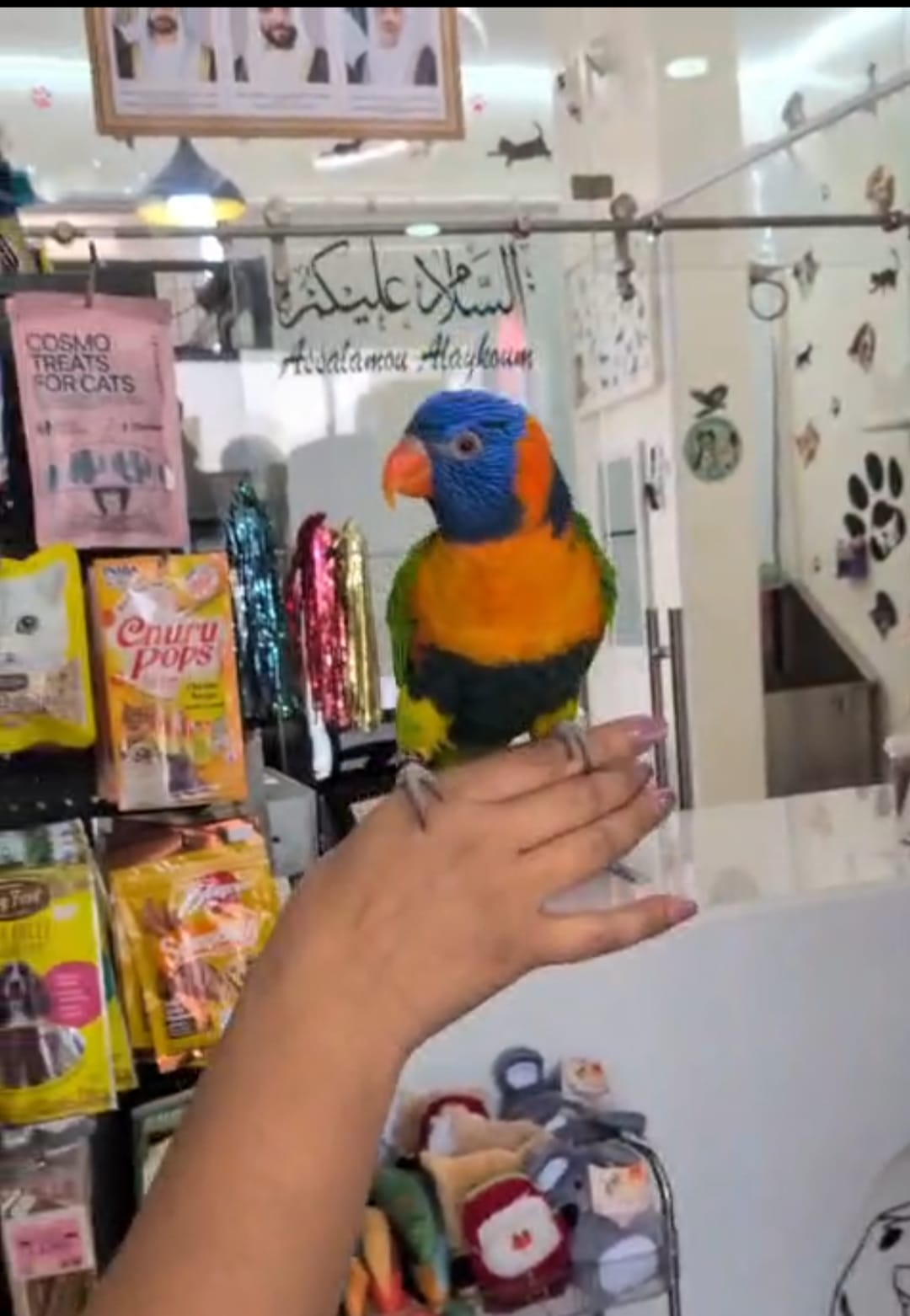 Bird Boarding – Regular Size