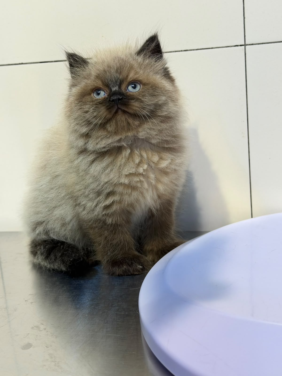 Ragdoll Male Kitten